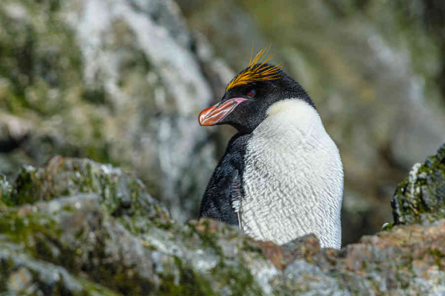 Pingüino Macaroni - islas Georgias del Sur 05.jpg